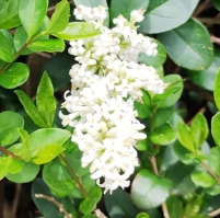 foto  flor de aligustre8
